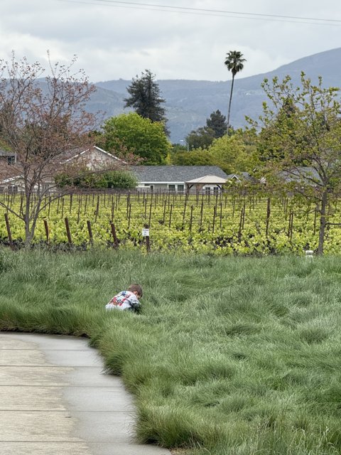 Tranquil Moments in Napa