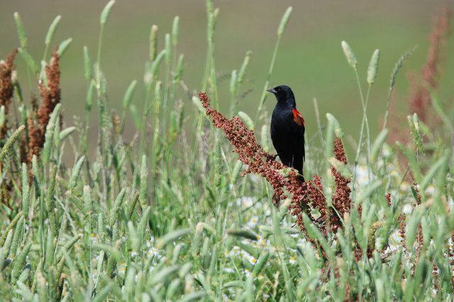 Red-winged Blackbird Perched Among Wild Grasses and Seed Heads