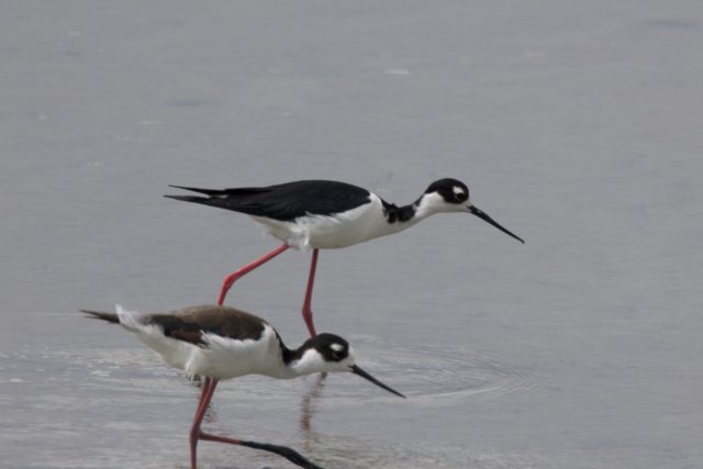 Graceful Waders of San Pablo Bay