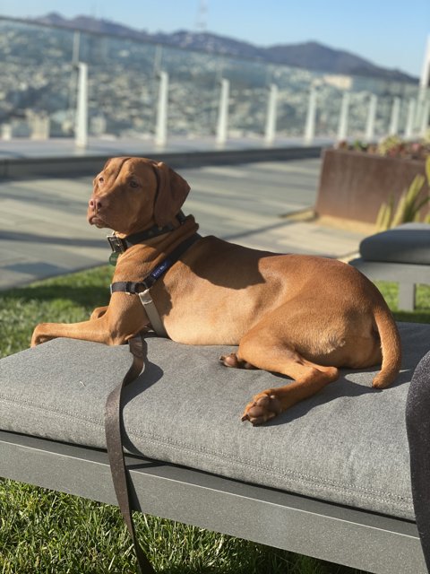 Lounging Pup on a Sunny San Francisco Day