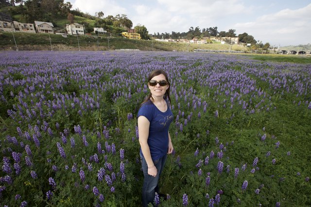 Woman Smiling Among Vast Purple Lupine Blooms