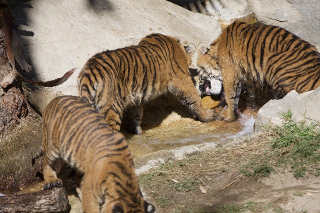 Three majestic tigers quench their thirst