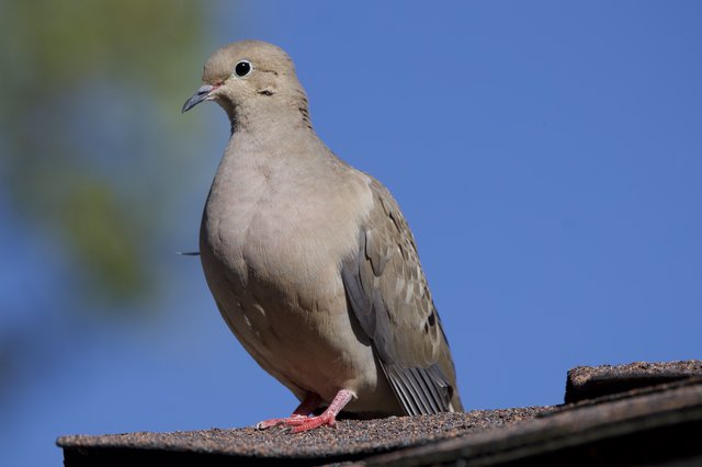 Mourning Dove Portrait on Roof Edge Against Blue Sky