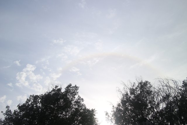 A Rainbow over the Trees