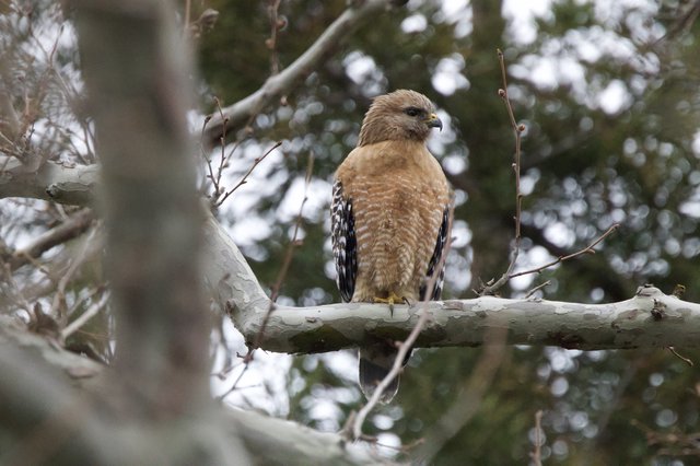 Red-shouldered Hawk Perched on Winter Branch