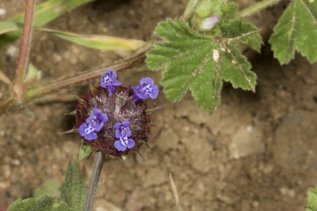 Purple Geranium and Blue Acanthaceae Anemone