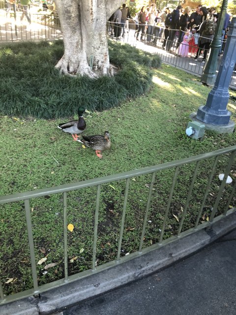 Quacking Around in the Park