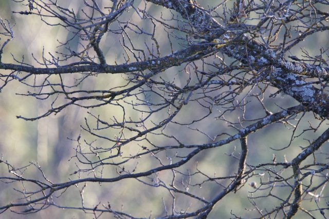 Frost-Kissed Branches