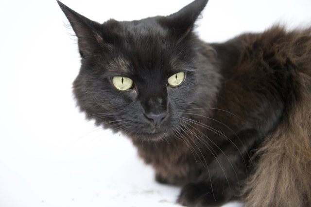 Sleek and Mysterious: A Green-Eyed Black Cat on White