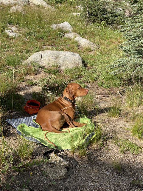 Peaceful Pup in the Wilderness