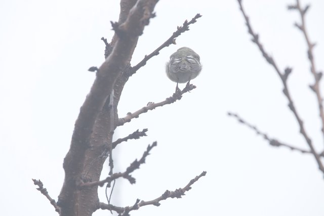 Puffed-Up Bird Braving Cold Weather on Bare Branch