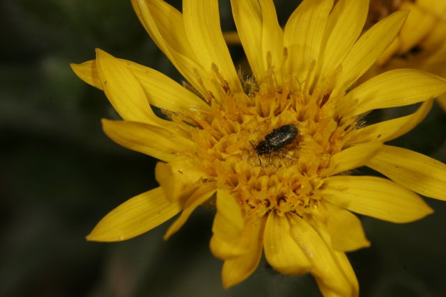 Tiny Insect Collecting Pollen on a Yellow Daisy