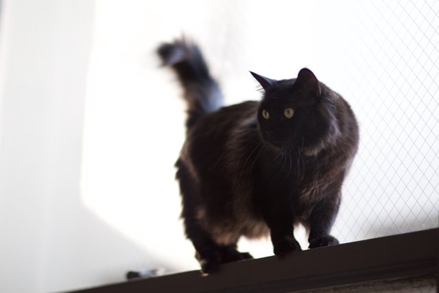 Majestic Black Cat on Ledge