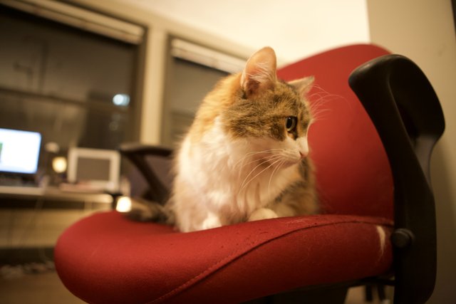 Cat on a Red Chair