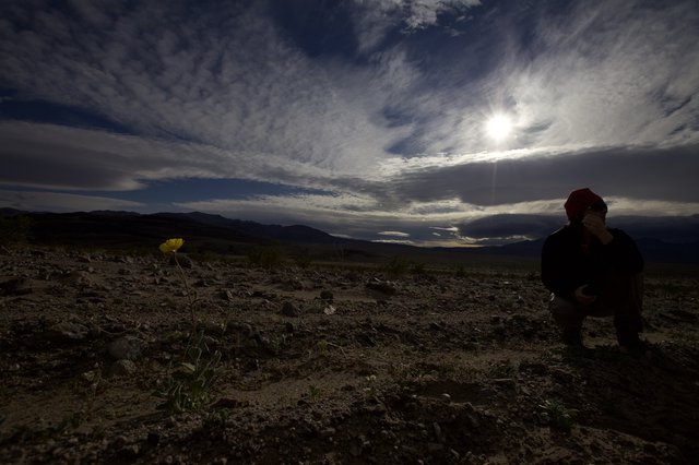 Solitary Bloom in the Vast Desert Wilderness