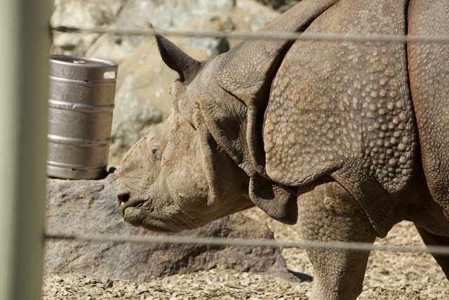 Rhino Hydration at the SF Zoo