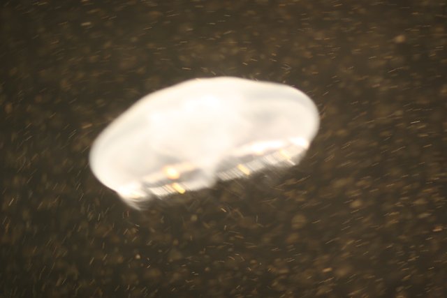 Ethereal Jellyfish