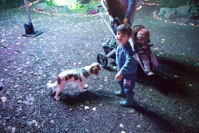 Twilight Stroll in the Garden of D'Lights