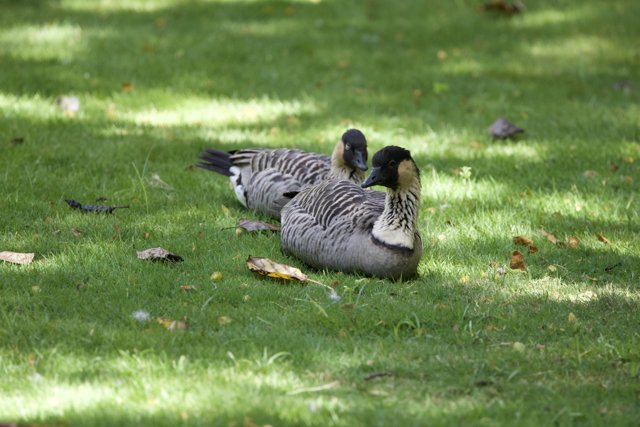 Tranquility at the Honolulu Zoo: Geese in Repose