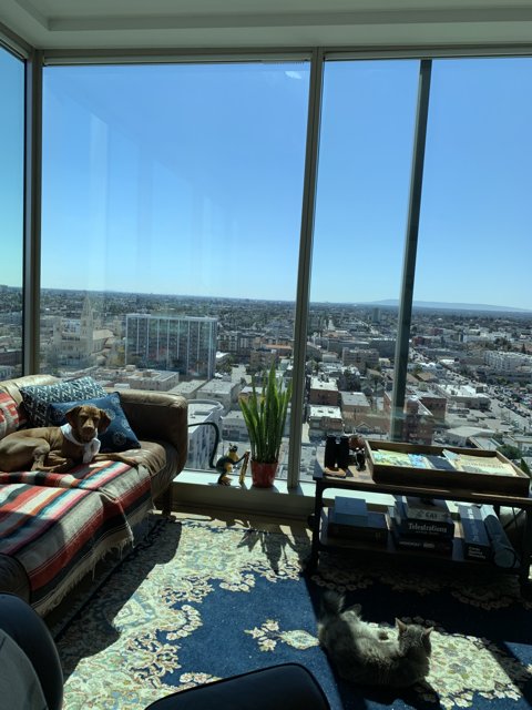 A Pooch's Perfect Spot in a Chic LA Penthouse