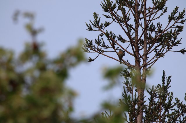 Small Bird Perched on Conifer Branch at Dusk