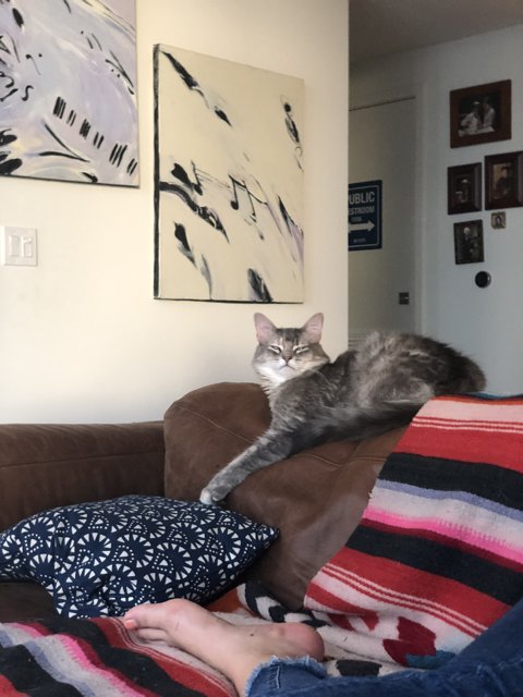 Cozy cat and companion on the couch