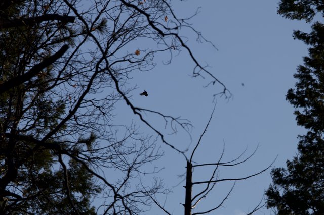 Butterfly in Flight Among Bare Winter Branches