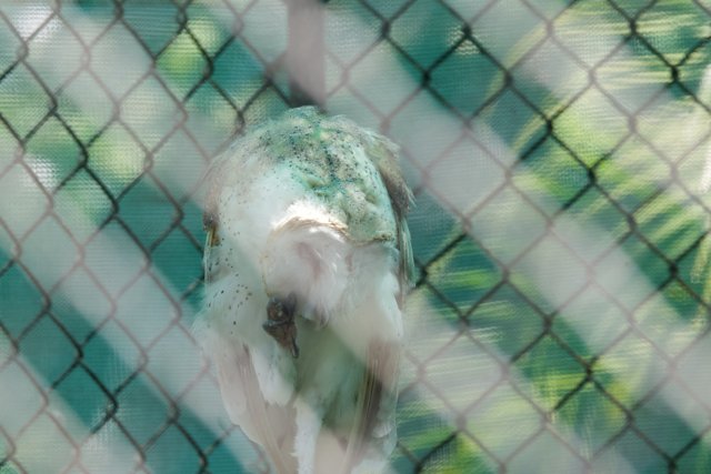 Captive Reflections at Honolulu Zoo