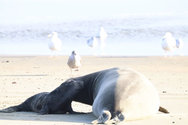 Elephant Seal Mother and Pup on Beach with Seagulls