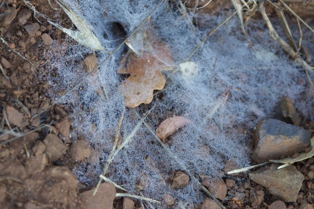 Gossamer Webs Draped Over Desert Forest Floor