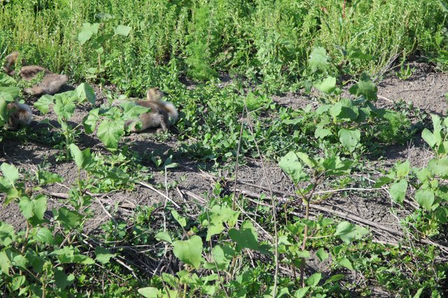 Ground Squirrels Foraging in Agricultural Field at Yolo Bypass