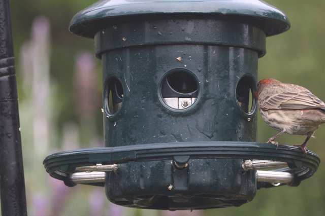 House Finch Perched on Garden Bird Feeder