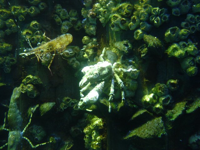 Underwater Delights