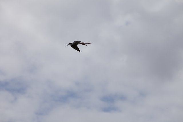 Red-beaked Bird in Flight