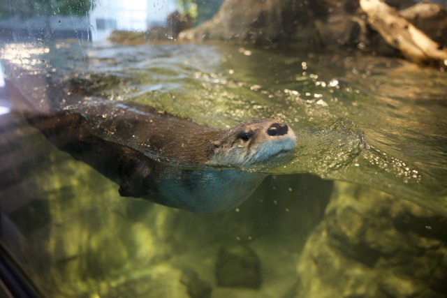 Otter Delight at Aquarium of the Bay