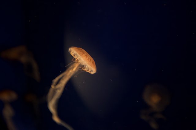 Glowing Sea Jellies