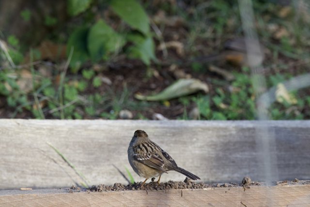 Sparrow Solitude at Fort Mason