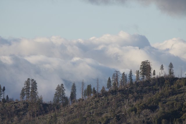 Misty Mountain Forest with Storm Clouds Rolling In