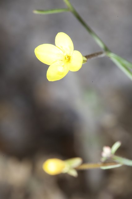Geranium Bloom
