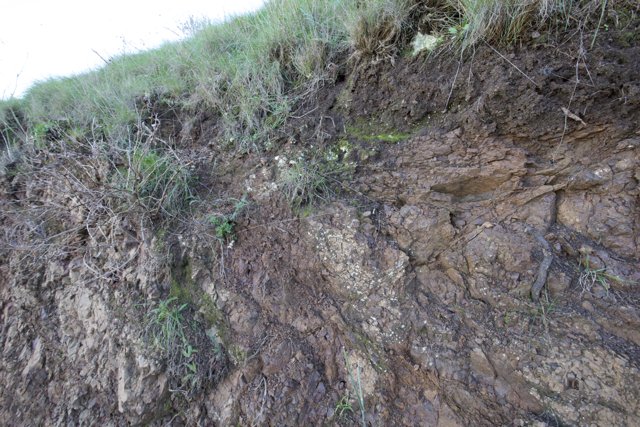 Grit and Green: Cliff-side Resilience