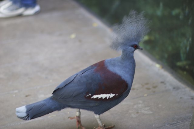 Punk Pigeon