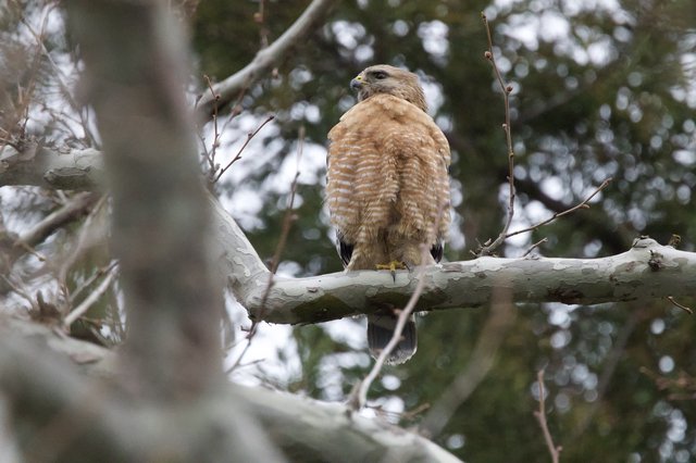 Red-shouldered Hawk Perched in Winter Trees