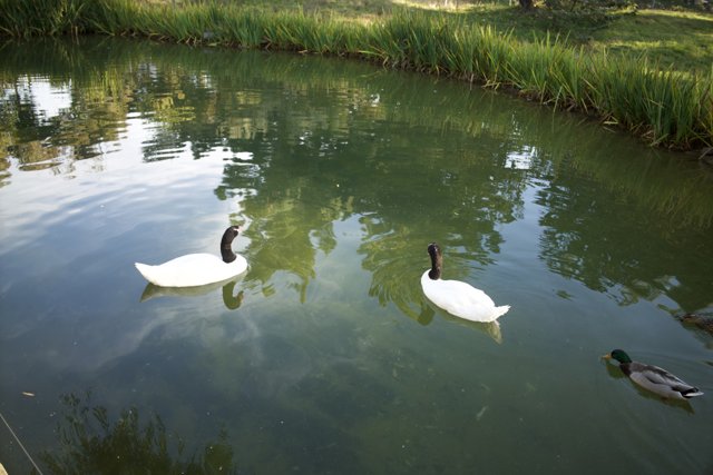 Serene Waters: Swans and Duck at SF Zoo