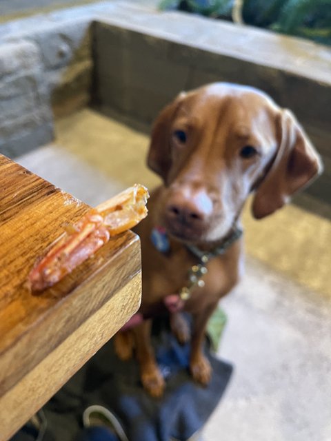 Paws Off My Plywood Pizza