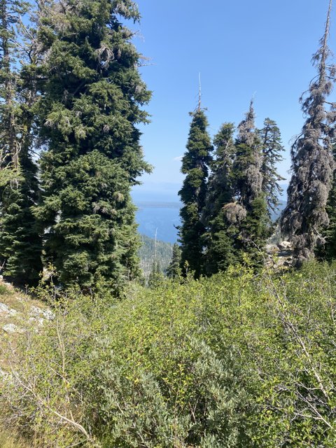 Mountain Top View of Ocean and Evergreen Trees