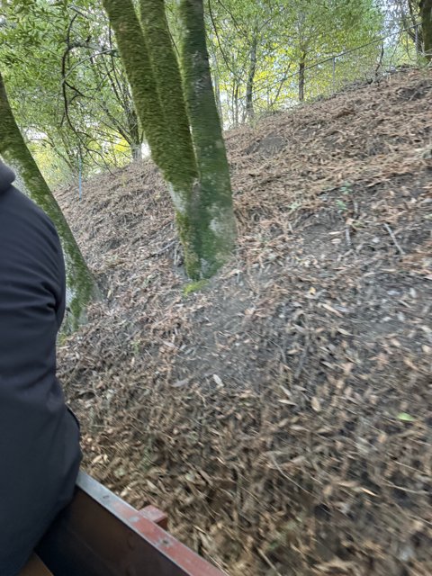 Verdant Slopes of Tilden Park