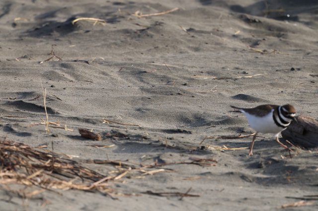 Killdeer Foraging on Sandy Beach at Drakes Beach