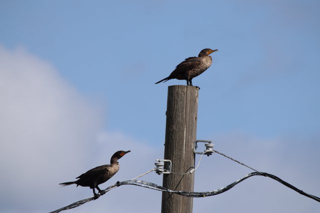 Double-Crested Cormorants Perched on Weathered Utility Post