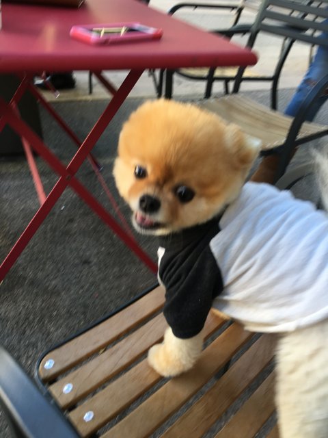Fashionable Pomeranian