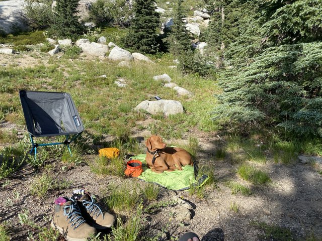 Canine Camper in the Desolation Wilderness